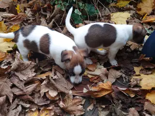 Jack Russell hvalpe (kort benet type)