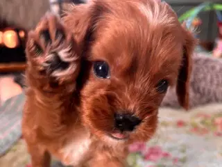 Uimodståelige Cavapoo hvalpe 