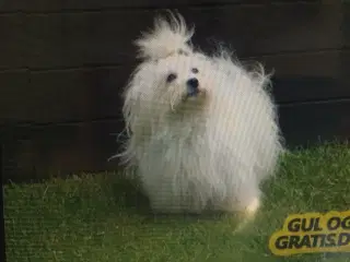 Coton De Tulear hvallpe