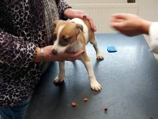 Hundehvalpe