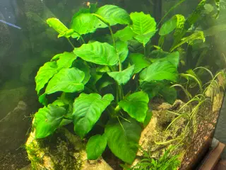 Anubias