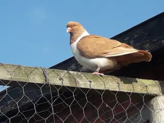 Gule Mähriske Strassere