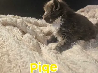 Maine coon killinger 