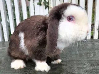 Meget tam dværgvædder