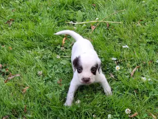 Springer Spaniel hvalpe