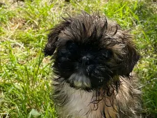 Cava tzu