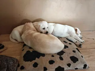 Labrador Retriever hvalpe 