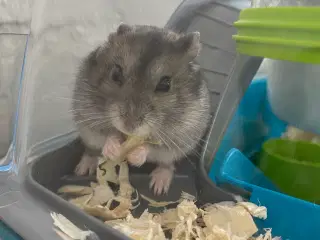 Hamster unger sælges