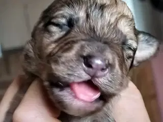 Aussie/lagotto. Skønne krøller 