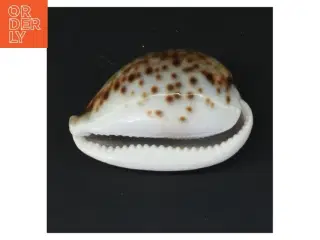 Sneglehus (str. 8,5 cm)