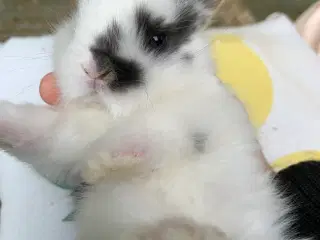 Mini lop baby 