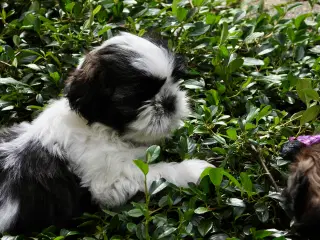 Shih Tzu hvalpe 