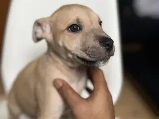 Race: blanding malinois x staffordshire x Akita 