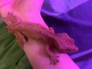 Flot dalmatiner krone gekko han på 1 år