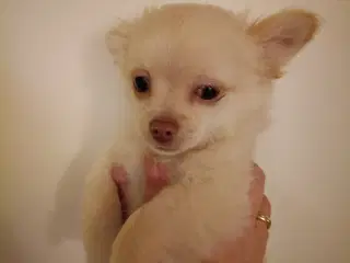 5 lækre små Chihuahua hvalpe!