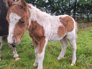 Broget Mini Shetlænder Føl