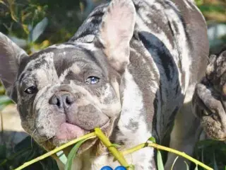 Fransk bulldog hvalpe.