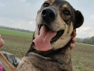 Sødeste Pane søger familie 