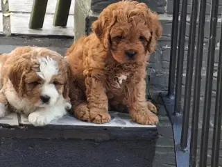 Cavapoo hvalpe