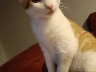 Killing søger nyt hjem 