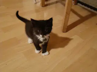 polydactyl Mainecoon bla 