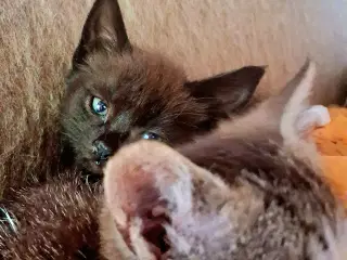 Minikat killinger søger nye kærlige hjem.