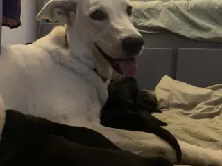 Hvalpe - Golden/labrador Retriever blandinger