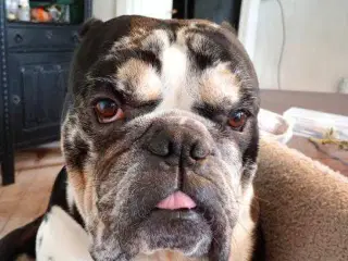 Engelsk bulldog 