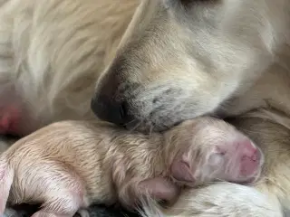 Golden retriever hvalpe 