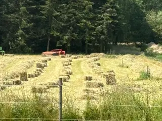 Lækkert Hø til heste,  solfaxiblanding, lavt på su