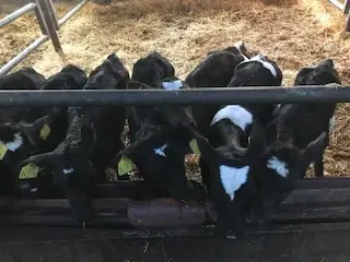 6 krydsning kviekalv.