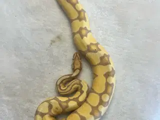 Kongepython