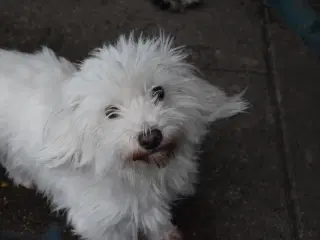 Dejlig og kærlig Coton tæve 