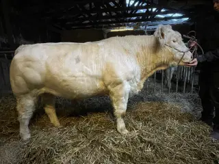 Charolais tyrekalv