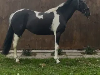 Dejlig allround pony