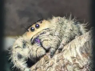 Jumping spider 