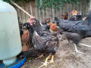 Kyllinger 