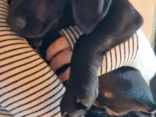Labrador blandings hvalpe 