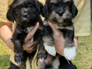 Bichon Havanais hvalpe 
