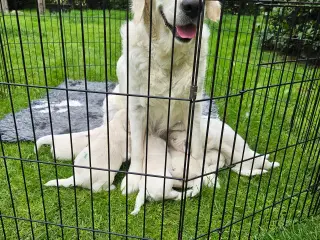 Goldenretriver hvalpe