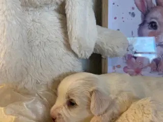 Coton de tulear - Bomulds bamser
