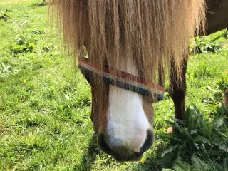 Islænder