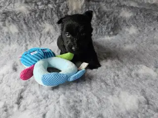 Skotsk Terrier hundehvalp