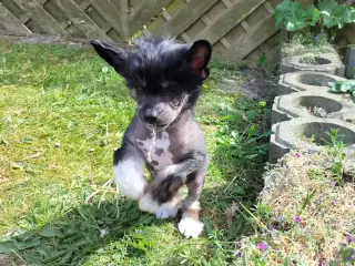 Chinese crested/powder puff drenge med DKK stambog