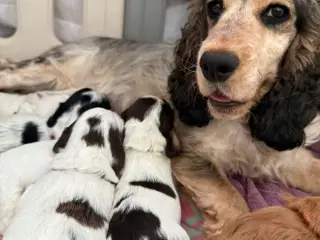 Cockapoo Cockerpoo f1