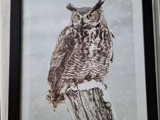 Plakater