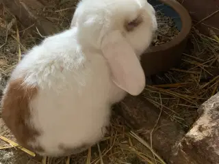 Dværgkaniner bortgives