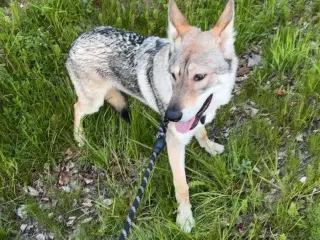 Hund til salg