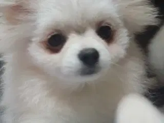Mini Pomeranian 