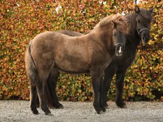 Skønneste islænder hoppeføl!